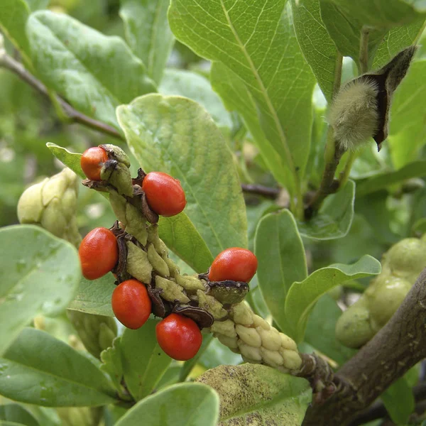 Während Die Früchte Die Befruchteten Samen Verwarfen Hat Die Neue — Stockfoto