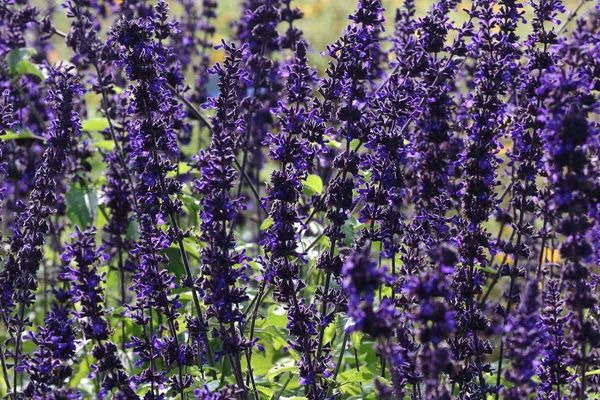 Mooi Botanisch Schot Natuurlijk Behang — Stockfoto