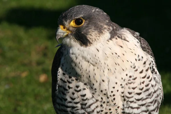 Vacker Utsikt Över Vacker Falk Naturen — Stockfoto