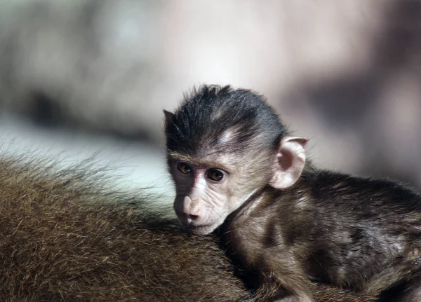 Affentier Primaten Säugetier — Stockfoto