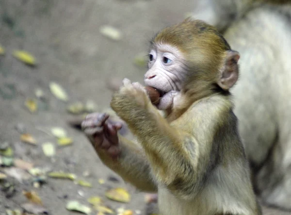 Encerramento Animais Jardim Zoológico — Fotografia de Stock