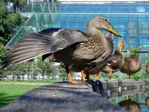 Uccelli Watching Sparato Anatra Alla Natura Selvaggia — Foto Stock