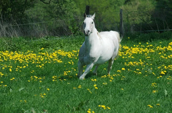 Schimmel Vollen Galopp — Stockfoto