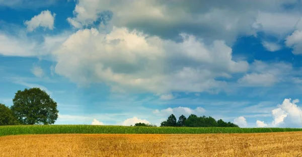 田舎の農業風景穀物栽培 — ストック写真