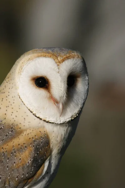 Beautiful Young Barn Owl — Stock Photo, Image