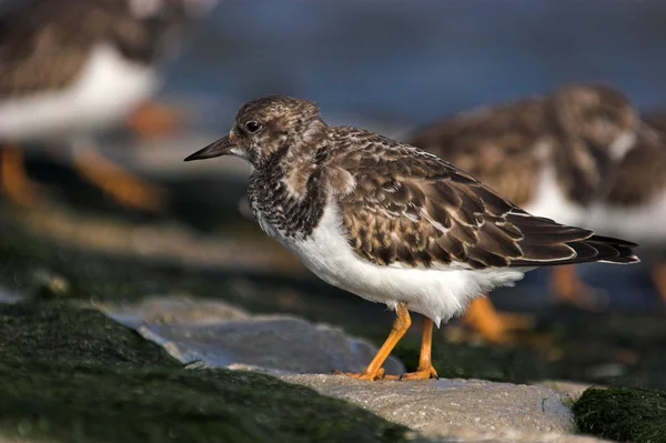 Aussichtsreiche Aussicht Auf Schöne Vögel Der Natur — Stockfoto