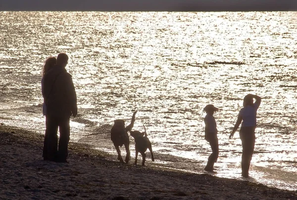 Silhouette Dog Beach — Stock Photo, Image