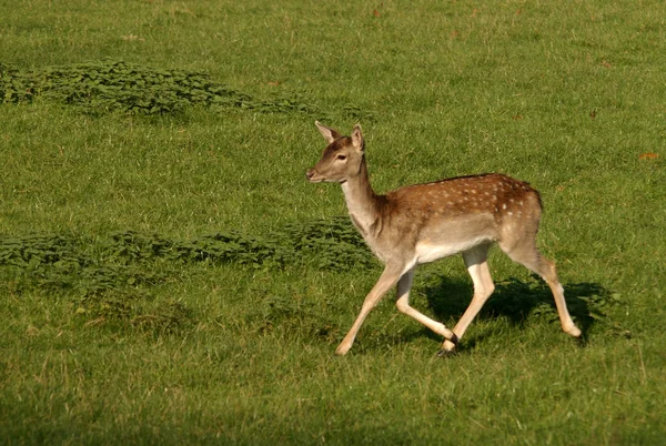 Natur Fauna Djurliv Djurfoto — Stockfoto