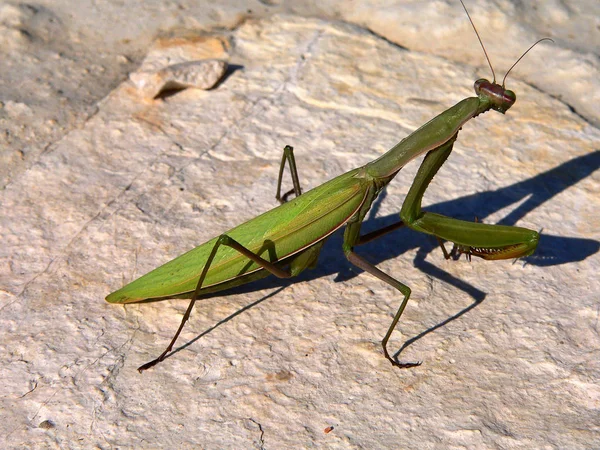 Orando Mantis Inseto Bug — Fotografia de Stock