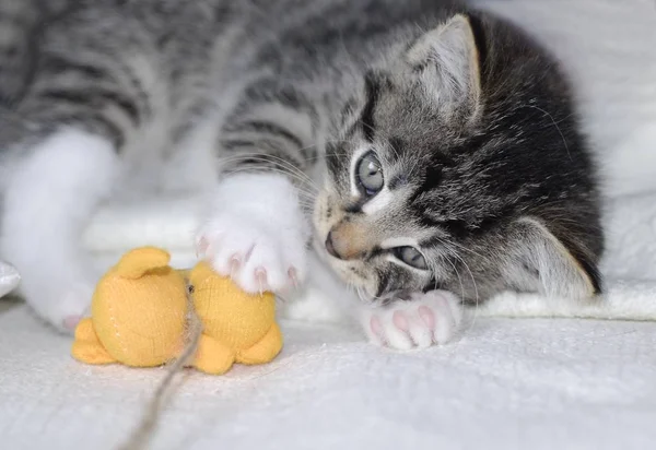 Portrait Cute Cat — Stock Photo, Image