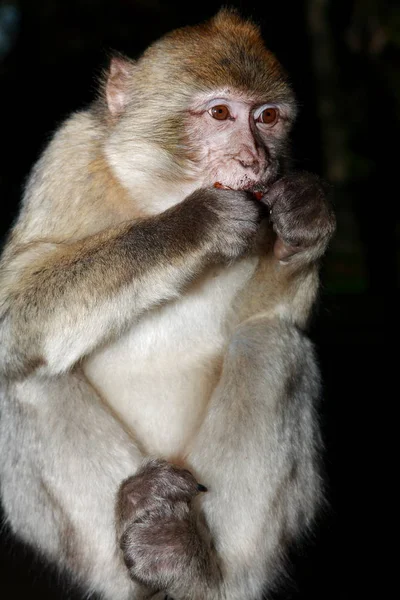 Primates Mono Animales Vida Silvestre — Foto de Stock