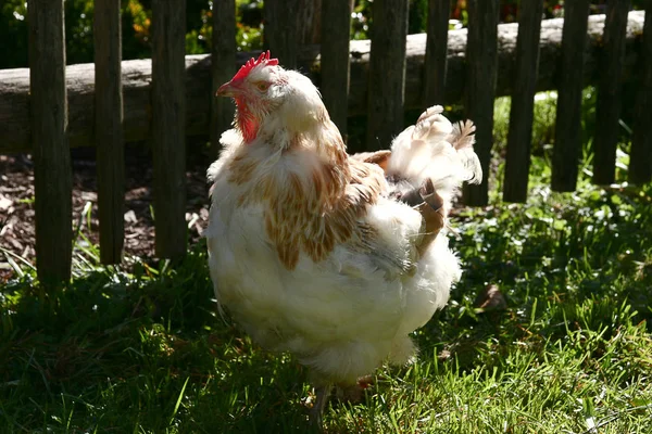 Est Peut Être Poulet Chinois Que Vous Cherchez — Photo