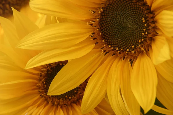 Žluté Slunečnice Okvětní Lístky Flóra — Stock fotografie