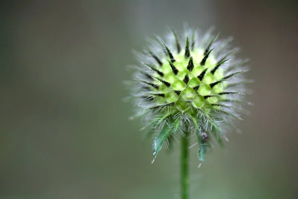 Schöne Botanische Aufnahme Natürliche Tapete — Stockfoto