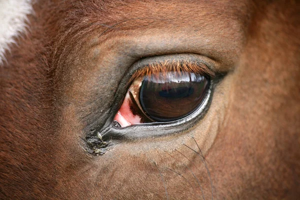 Själens Spegel — Stockfoto