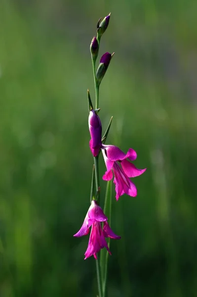 Kwitnące Płatki Kwiatów Gladiolus — Zdjęcie stockowe