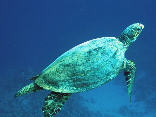 Tropische Schildkröte Tier Reptil — Stockfoto