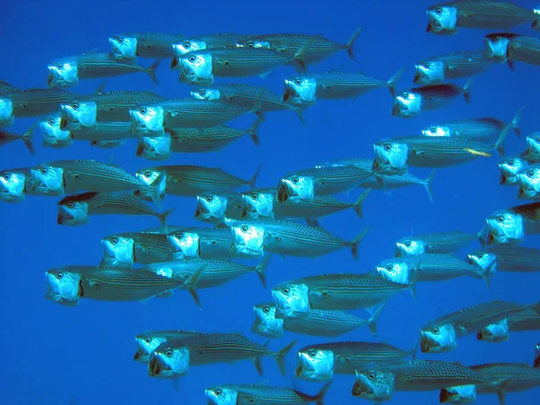 Swarm Loudmouth Mackerel Catch Plankton Just Water Surface Very Interesting — Stock Photo, Image