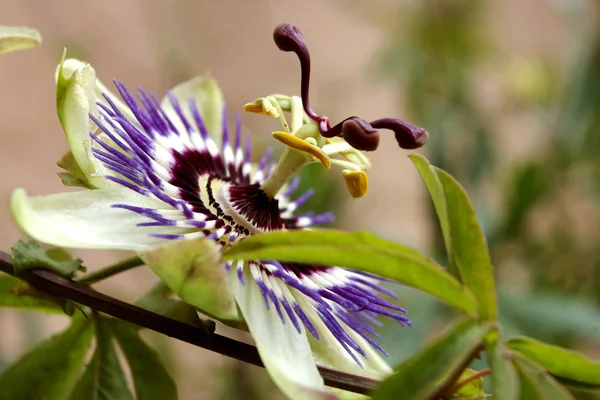 Schöne Blumen Blumiges Konzept Hintergrund — Stockfoto