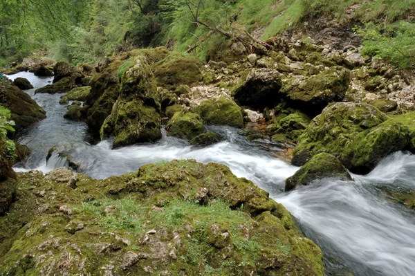 Woda Pochodzenia Pieskowatego Przedostaje Się Przez Las Austria Górna — Zdjęcie stockowe