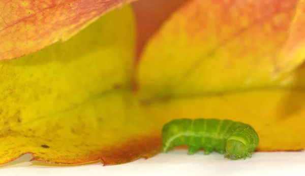 冬虫夏草小さな虫 — ストック写真