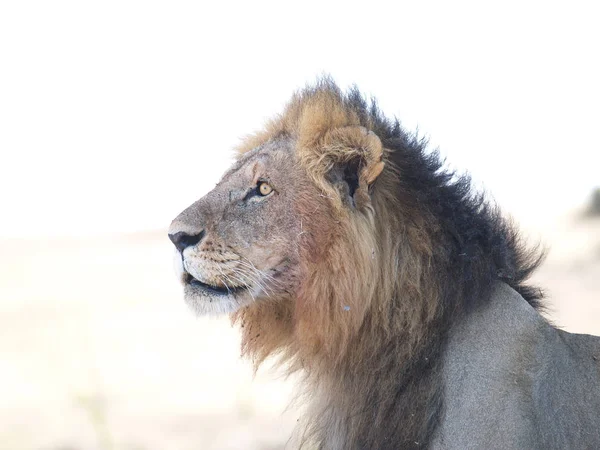Αρσενικό Λιοντάρι Στο Πίσω Φανάρι — Φωτογραφία Αρχείου