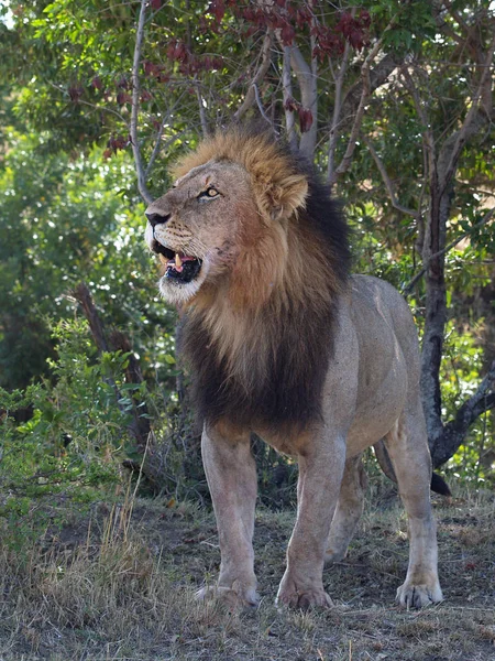 Depredador Animal León Depredador Felino — Foto de Stock