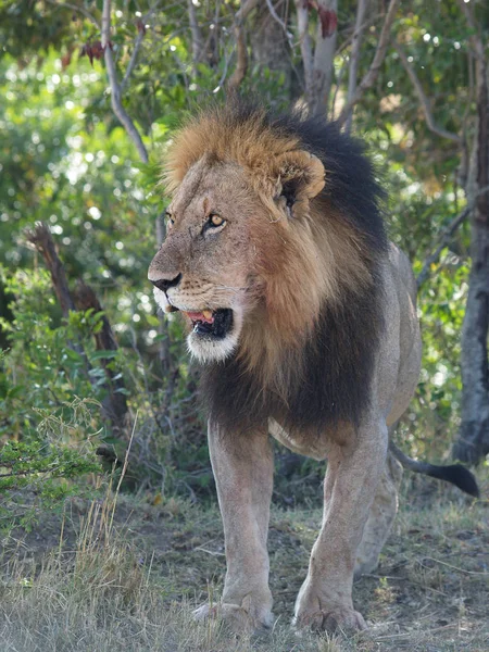 Non Molto Giovane Leone Maschio Preso Transmara Vicino Fiume Talek — Foto Stock