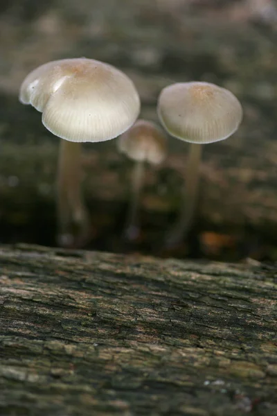 Crescente Cogumelos Coloridos Fundo Natureza — Fotografia de Stock