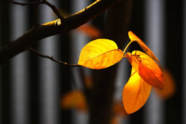 Schöne Bunte Herbstblätter — Stockfoto