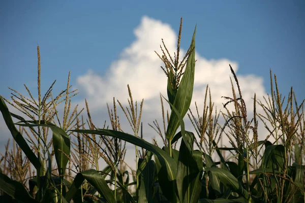 Still Immature Corn Blue Sky — Stock Photo, Image