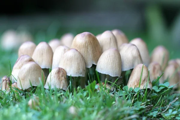 Crecimiento Setas Botánica Naturaleza Flora Hongos — Foto de Stock