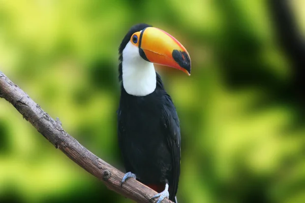 Jeden Mých Oblíbených Motivů 2006 Rudi Toucan Malý Ostrost Při — Stock fotografie