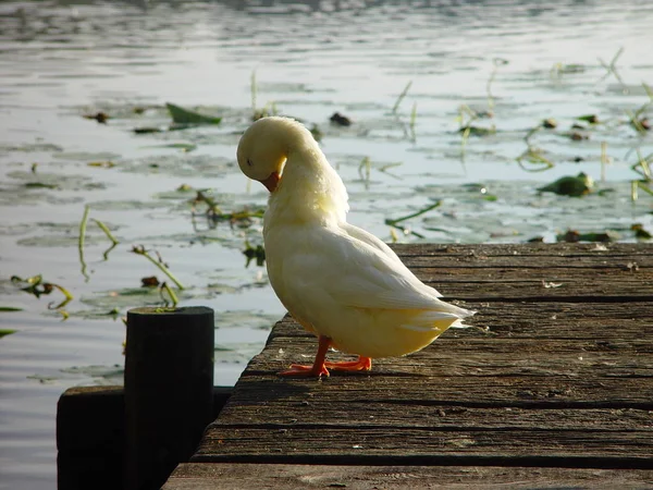 Bird Watching Shot Duck Wild Nature — Stock Photo, Image