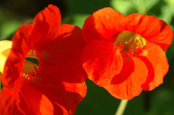 Sárga Virágok Tropaeolum Majus Kerti Nasturtium Indiai Zsálya Vagy Szerzetesek — Stock Fotó