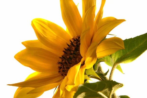 Tournesol Vue Rapprochée — Photo