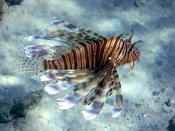 Marine Life Sea Lionfish Water Aquatic Animal — Stock Photo, Image