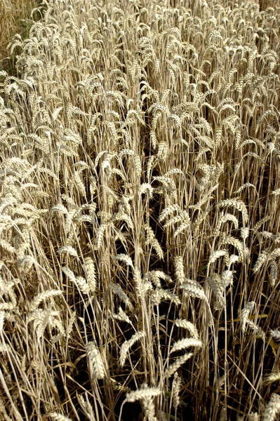 Schöne Botanische Aufnahme Natürliche Tapete — Stockfoto