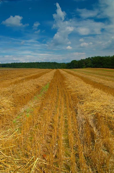 Pola Rolne Trawą — Zdjęcie stockowe