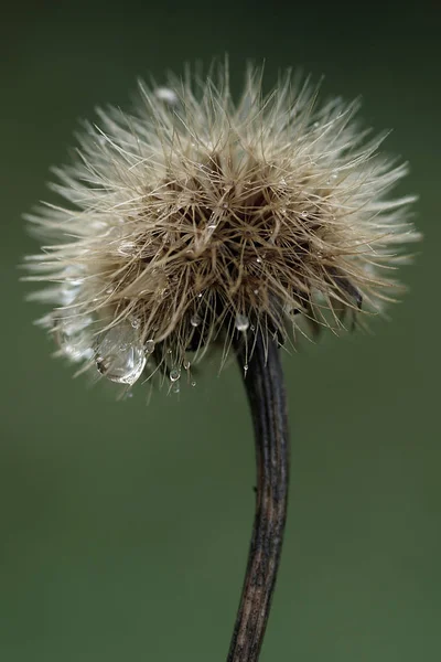 Schöne Botanische Aufnahme Natürliche Tapete — Stockfoto