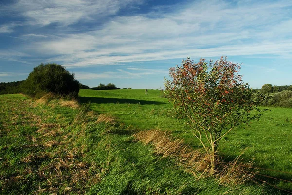 Vista Panorámica Hermosos Ciervos Naturaleza — Foto de Stock