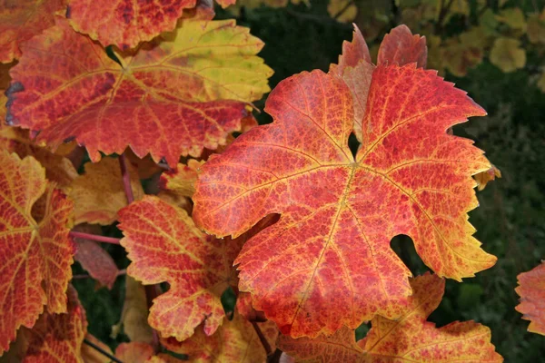 Prachtig Kleurrijk Herfstblad — Stockfoto