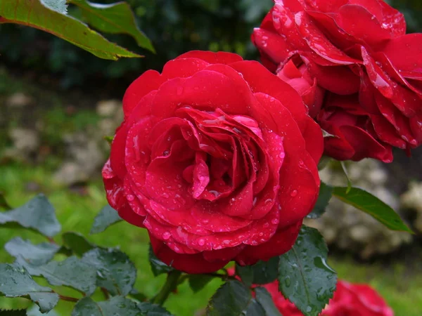 Rosor Blommor Kronblad Flora — Stockfoto