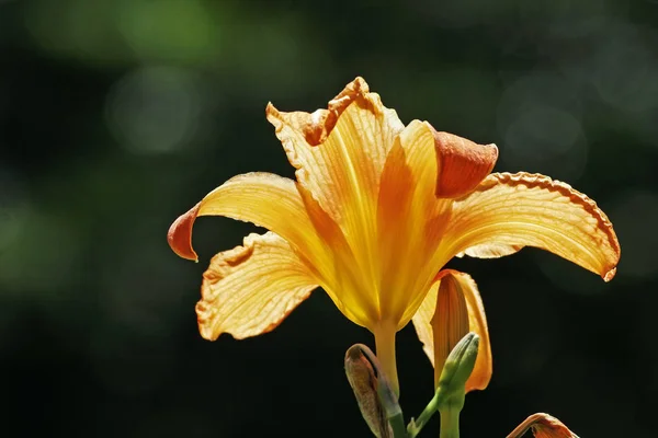 美しいユリの花の近景 — ストック写真