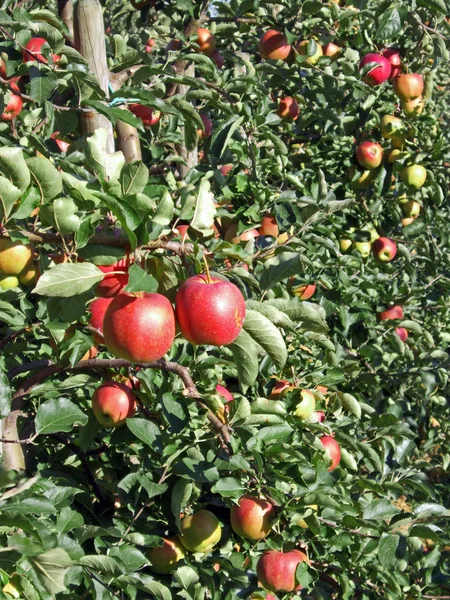 Mezőgazdaság Almás Gyümölcsfák Gazdaságban — Stock Fotó