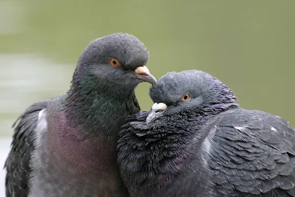 Aussichtsreiche Aussicht Auf Schöne Vögel Der Natur — Stockfoto