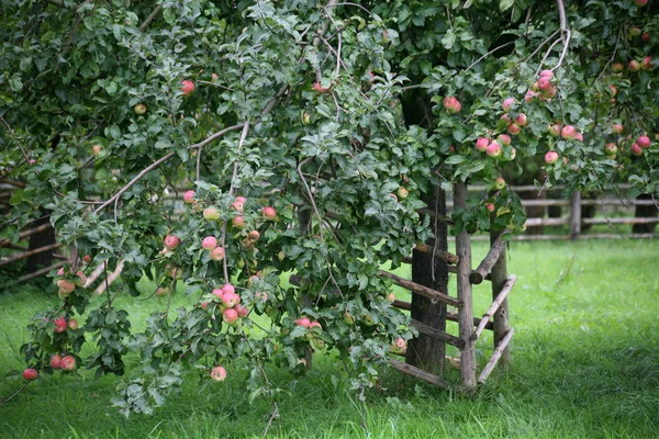 Jabłonie Łące — Zdjęcie stockowe