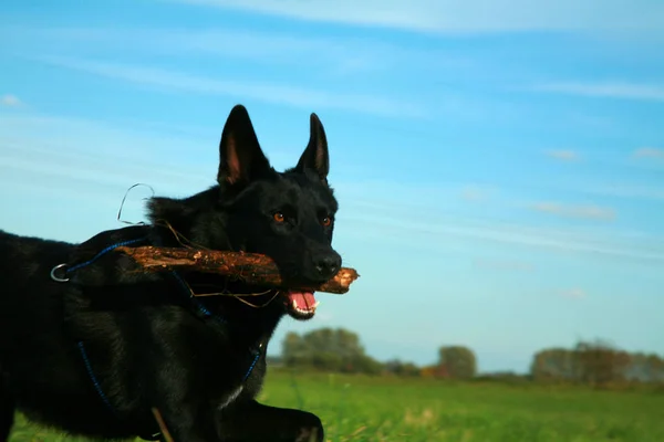 Portait Simpatico Cane Compagnia — Foto Stock