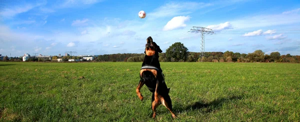 Rottweiler Lady Jule Von Kalenborn Incidentally 2006 Clock See Vox —  Fotos de Stock