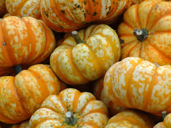 Pumpkin Types Flea Market Food — Stock Photo, Image